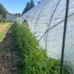 Outside view of hoop greenhouse