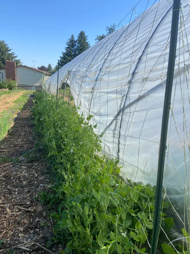 Outside view of hoop greenhouse